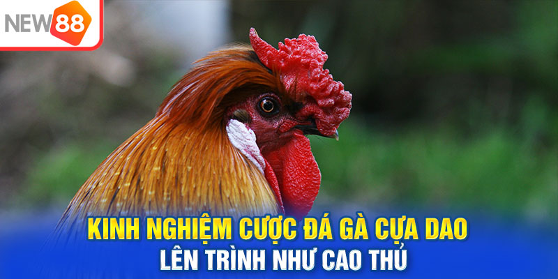 Kinh nghiệm cược đá gà cựa dao lên trình như cao thủ