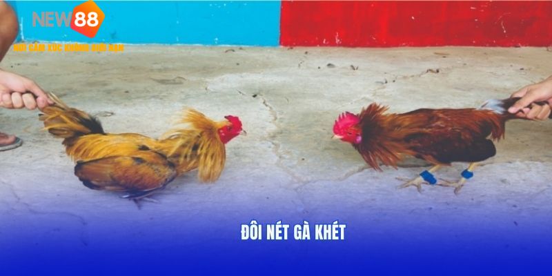 Tìm hiểu về dòng gà khét
