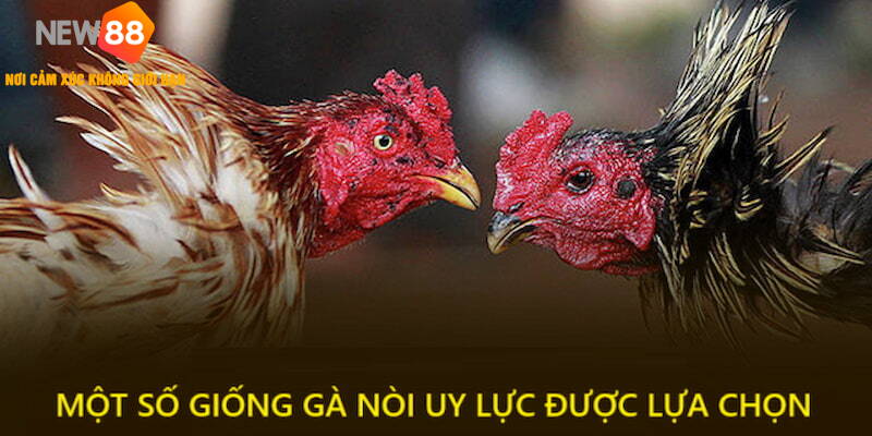 Một số giống gà nòi uy lực được nhiều người ưa thích