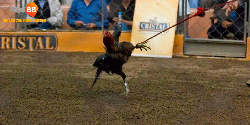 Đá Gà Peru Loại Hình Thi Đấu Đẳng Cấp Mọi Thời Đại 2025